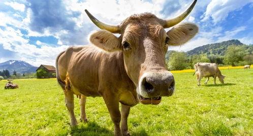 黑皮牛吃瓜的视频,揭秘网红美食背后的故事