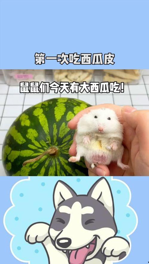 特效吃瓜鼠鼠,揭秘网络红星的神奇魅力