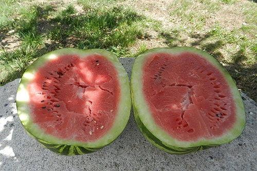 梦见拿瓜给人吃,瓜果飘香，共享美好时光