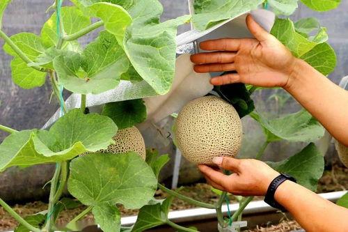 临港吃瓜,揭秘吃瓜群众的围观盛宴