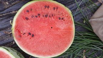 瓜妈和cc在哪里吃瓜,瓜妈与CC的神秘瓜宴之旅