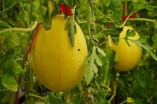 太原吃瓜群,揭秘城市生活百态