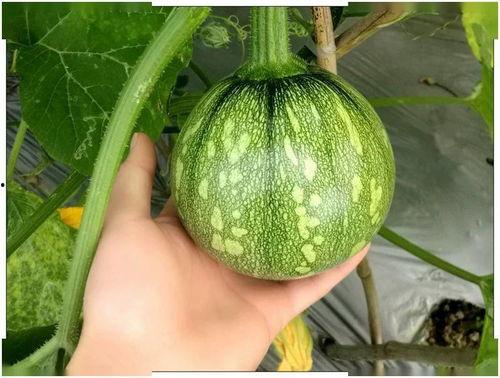 小菊韩国吃瓜,揭秘娱乐圈背后的故事与真相