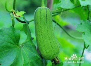 吃啥瓜降血糖最快