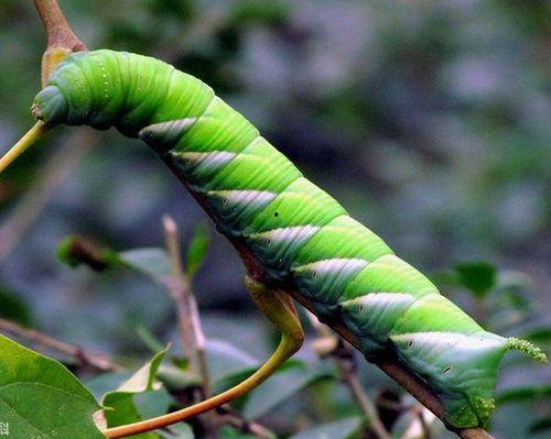 吃瓜叶的虫类,探究那些吞噬瓜叶的神秘生物