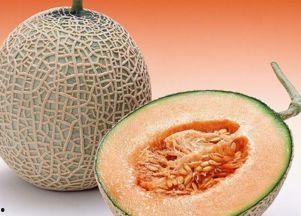 小猫 吃哈密瓜,小猫的哈密瓜美食之旅